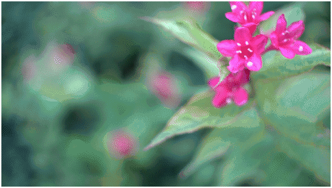 精細調焦與馥郁色彩 美科25mm f1.8鏡頭評測