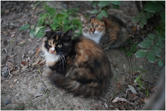 精細調焦與馥郁色彩 美科25mm f1.8鏡頭評測